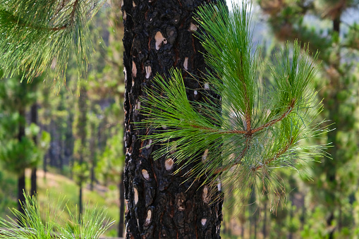 On the trunk of the pine trees you can still clearly see the forest fire. After a short time, fresh buds drift out of the charred bark again.