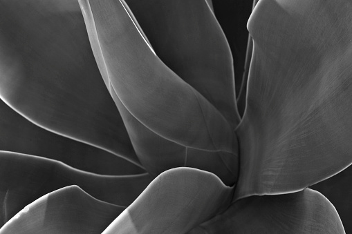 Close-up of an agave plant