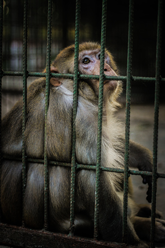 A depressed monkey spotted at a zoo in Asia.  Location- Rangpur,  Bangladesh.