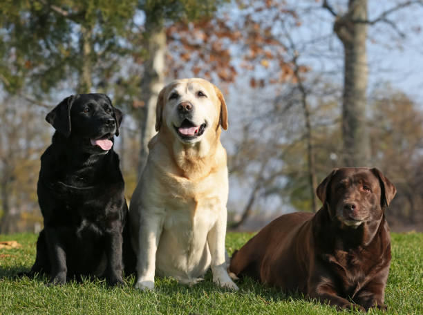istock Cute different Labradors in park on sunny day 1417643013