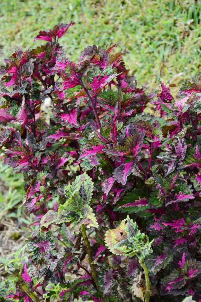 istock Coleus plant in nature garden 1417647591