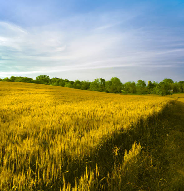 Wheat field in early morning-Hamilton County, Indiana