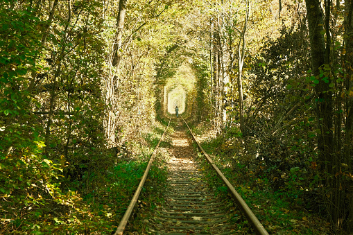 Natural Tunnel of Love on the railway. Natural miracle - the tunnel of love in Ukraine. The trees have created a tunnel around the railroad.