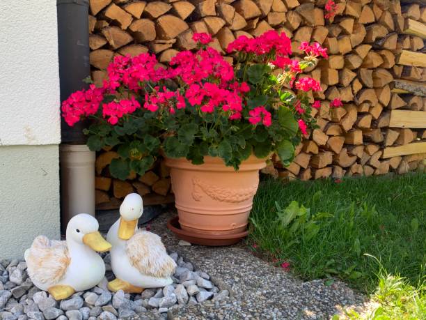 Beautiful country style garden composition with two ducks sitting near a clay pot with pink pelargonium. There are stacked logs behind the vase