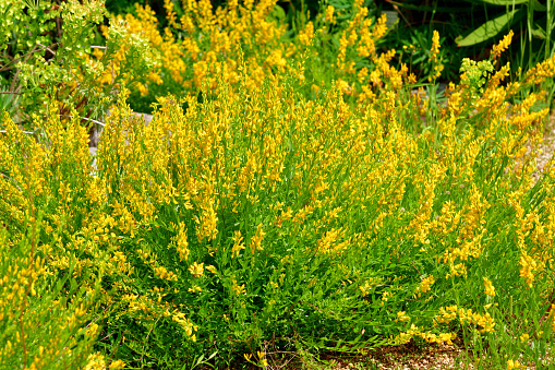 Ambrosia, ragweed (goldenrod) is a genus of perennial strong allergenic grasses. Meadow on a sunny summer day.