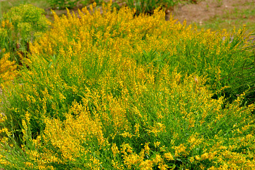 View of Solidago altissima, the Canada goldenrod or late goldenrod, flowers on the meadow in summer. Blurred background. Selective focus. State flower of the U.S. states of Kentucky and Nebraska.