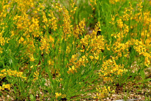 Lembotropis nigricans, also called Cyticus nigricans and Black bloom, is a species of flowering plant in the subfamily of Faboideae of the family Fabaceae. Masses of yellow flowers appear in long racemes in late spring and summer.