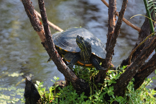 A red eared slider propped up  in a tree  sunbathing near the pond