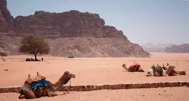 Camels rest outside a Bedouin camp in the dessert of Wadi Rum in Jordan. The camels will continue their trip later on with their owners in the desert.