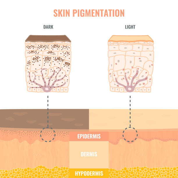 механизм пигментации тона кожи в светлой и темной коже - melanocyte stock illustrations