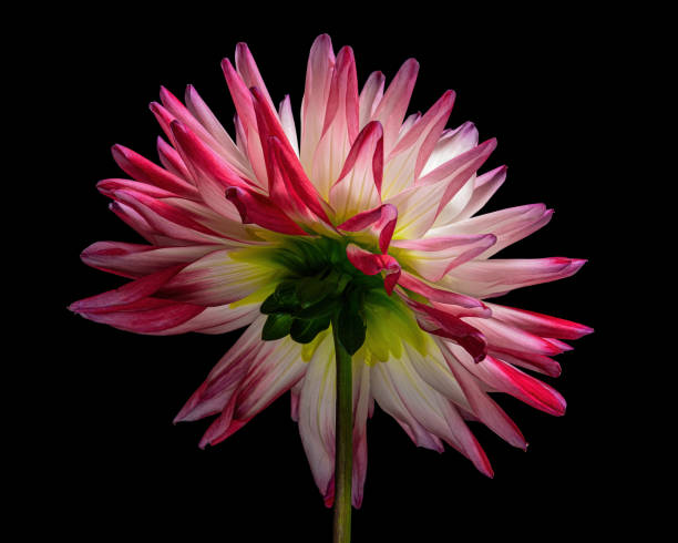 istock Red-white dahlia flower with green stem isolated on black background. 1417658497
