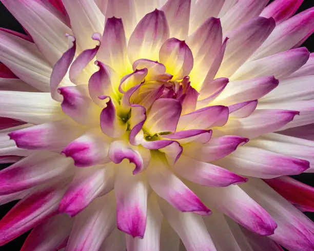 Beautiful pink-white dahlia flower, studio close-up photography.