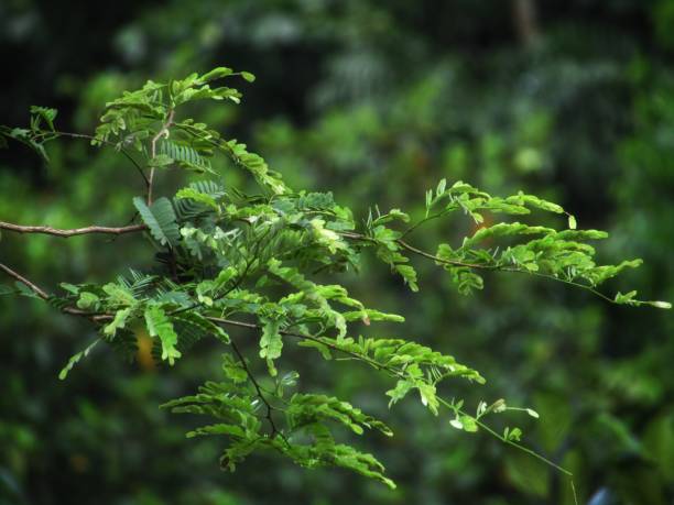 istock The mother nature 1417659997