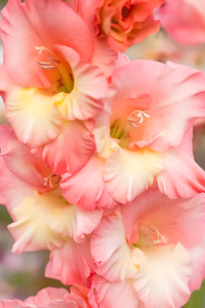 istock Gaussian blurred background. Beautiful Gladiolus in gentle colors 1417662452