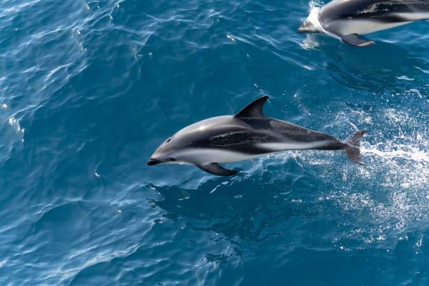 playful jumping black dolphins (Lagernohynchus obscurus) in the open sea