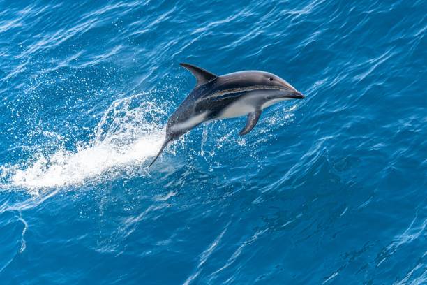 istock playful jumping black dolphins (Lagernohynchus obscurus) in the open sea 1417663059