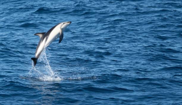 istock playful jumping black dolphins (Lagernohynchus obscurus) in the open sea 1417663096