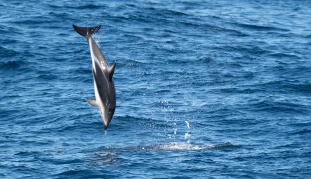 istock playful jumping black dolphins (Lagernohynchus obscurus) in the open sea 1417663122