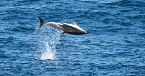 istock playful jumping black dolphins (Lagernohynchus obscurus) in the open sea 1417663123