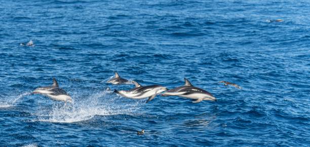 istock playful jumping black dolphins (Lagernohynchus obscurus) in the open sea 1417663124