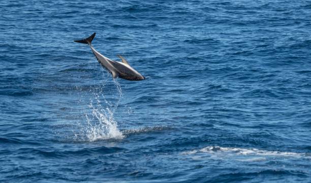 istock playful jumping black dolphins (Lagernohynchus obscurus) in the open sea 1417663658