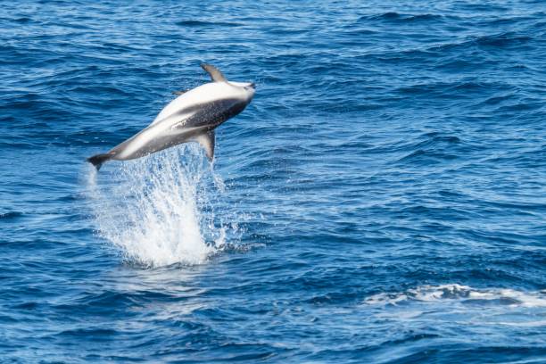 istock playful jumping black dolphins (Lagernohynchus obscurus) in the open sea 1417663666