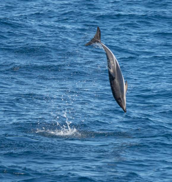 istock playful jumping black dolphins (Lagernohynchus obscurus) in the open sea 1417664179