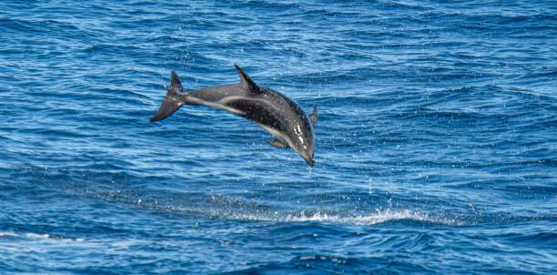 istock playful jumping black dolphins (Lagernohynchus obscurus) in the open sea 1417664190