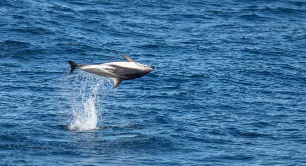 istock playful jumping black dolphins (Lagernohynchus obscurus) in the open sea 1417664191
