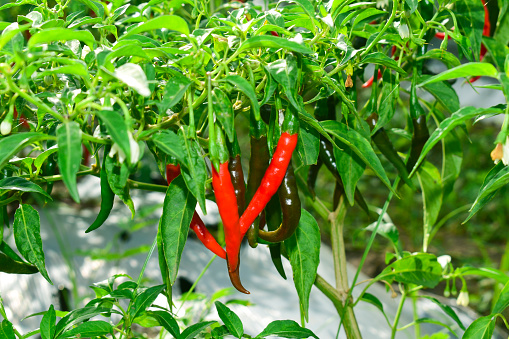Ripe colorful hot chili pepper on a branch with leaves. Farm organic vegetables. Spice for spicy food. Multicolor chili peppers on a bush branch close-up