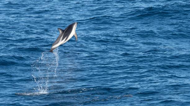 istock playful jumping black dolphins (Lagernohynchus obscurus) in the open sea 1417664236