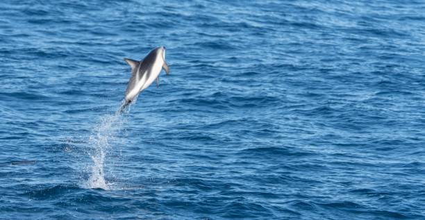 istock playful jumping black dolphins (Lagernohynchus obscurus) in the open sea 1417664266