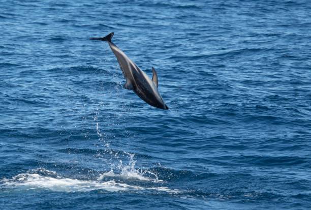istock playful jumping black dolphins (Lagernohynchus obscurus) in the open sea 1417664270