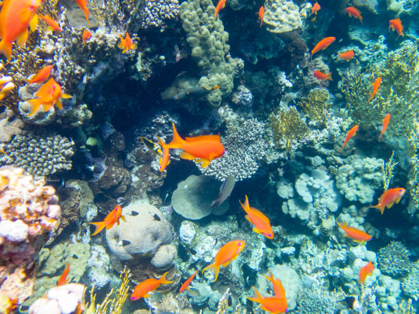 beaucoup de poissons colorés sur le récif corallien de la mer rouge, hurghada, egypte - nautical vessel journey diving flipper photos et images de collection