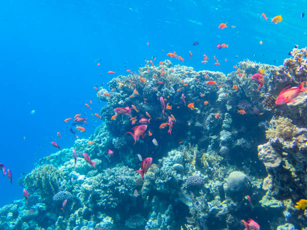 紅海のサンゴ礁にたくさんの色とりどりの魚、ハルガダ、エジプト - nautical vessel journey diving flipper ストックフォトと画像