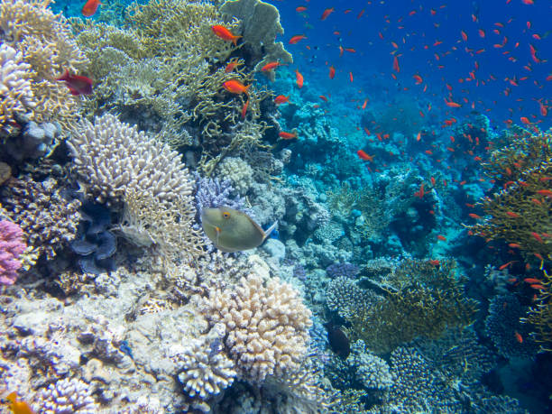 beaucoup de poissons colorés sur le récif corallien de la mer rouge, hurghada, egypte - nautical vessel journey diving flipper photos et images de collection