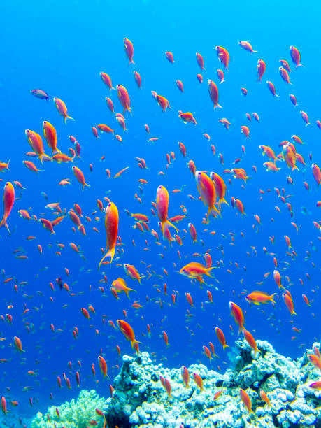 紅海のサンゴ礁にたくさんの色とりどりの魚、ハルガダ、エジプト - nautical vessel journey diving flipper ストックフォトと画像