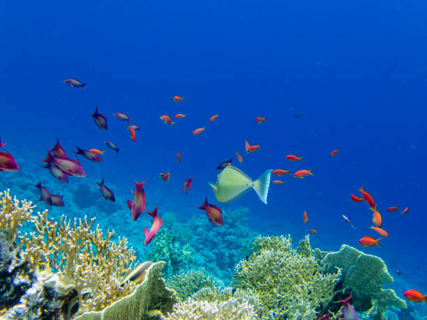 beaucoup de poissons colorés sur le récif corallien de la mer rouge, hurghada, egypte - nautical vessel journey diving flipper photos et images de collection