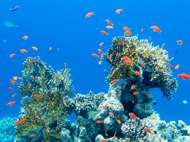 紅海のサンゴ礁にたくさんの色とりどりの魚、ハルガダ、エジプト - nautical vessel journey diving flipper ストック�フォトと画像