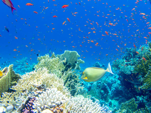 beaucoup de poissons colorés sur le récif corallien de la mer rouge, hurghada, egypte - nautical vessel journey diving flipper photos et images de collection