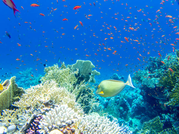 紅海のサンゴ礁にたくさんの色とりどりの魚、ハルガダ、エジプト - nautical vessel journey diving flipper ストックフォトと画像