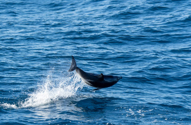 istock playful jumping black dolphins (Lagernohynchus obscurus) in the open sea 1417664618