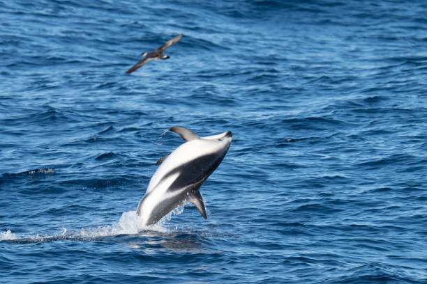 istock playful jumping black dolphins (Lagernohynchus obscurus) in the open sea 1417664651