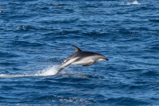 istock playful jumping black dolphins (Lagernohynchus obscurus) in the open sea 1417664658