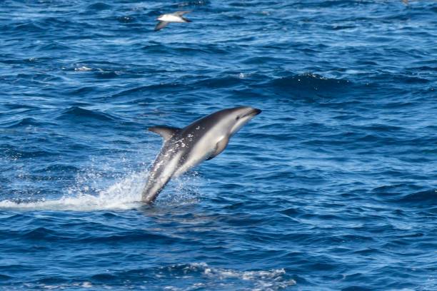 istock playful jumping black dolphins (Lagernohynchus obscurus) in the open sea 1417664675