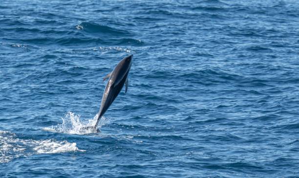 istock playful jumping black dolphins (Lagernohynchus obscurus) in the open sea 1417664956