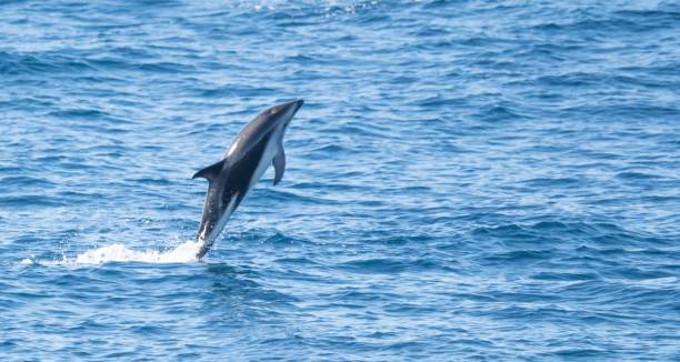 istock playful jumping black dolphins (Lagernohynchus obscurus) in the open sea 1417664957