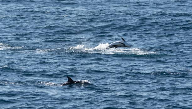 istock playful jumping black dolphins (Lagernohynchus obscurus) in the open sea 1417664986