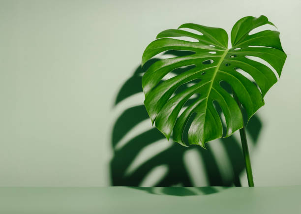 istock Aesthetic minimal background with monstera leaf 1417664988