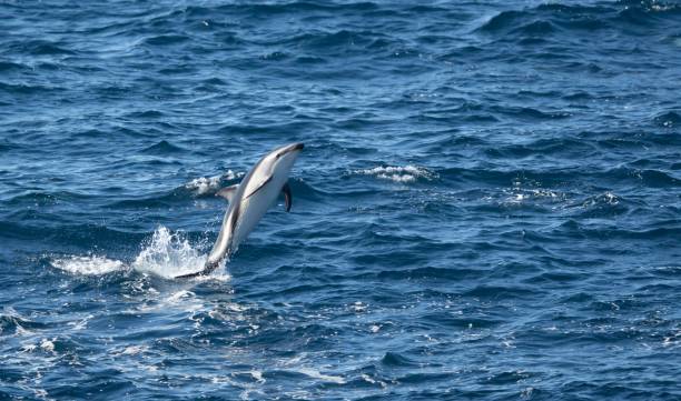 istock playful jumping black dolphins (Lagernohynchus obscurus) in the open sea 1417664995